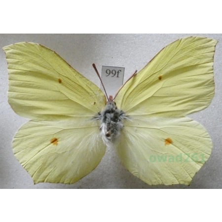 Gonepteryx rhamni (Linnaeus, 1758) male Latolistek cytrynek Czech99f